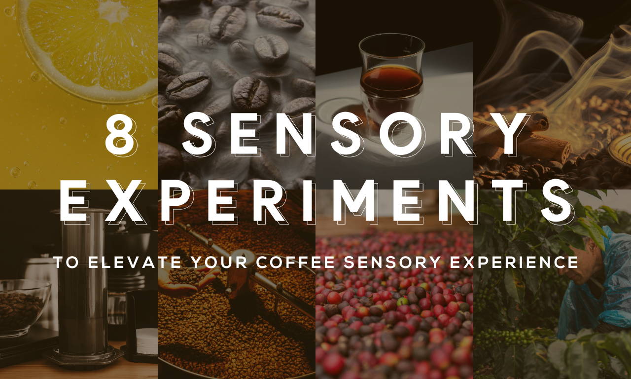8 Sensory Experiments to Elevate Your Coffee Sensory Experience ICOSA